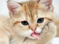 开云体育官方网站-绿茵场上的历史交汇，巴尔韦德里程碑之夜，阿尔及利亚如何撼动巴西巨人？